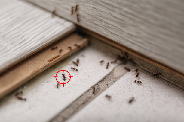 Best Wasp Removal Services  in Kenly, NC
