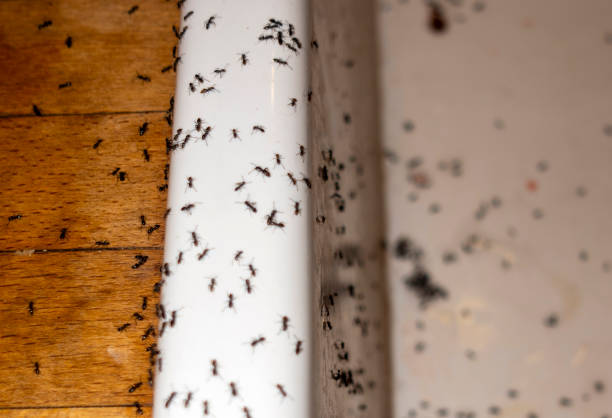 Best Termite Control Services  in Kenly, NC