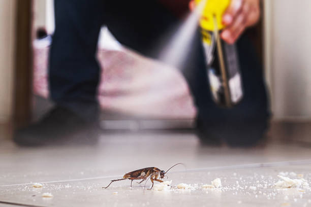 Best Spider Control Near Me  in Kenly, NC